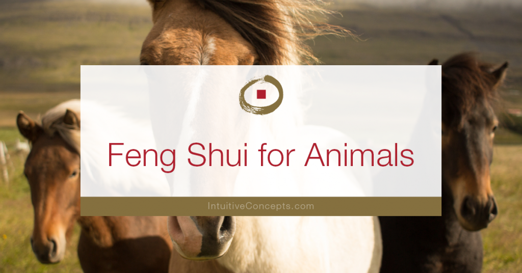 Feng Shui for Animals