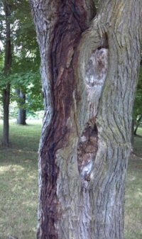 Tree after acupuncture